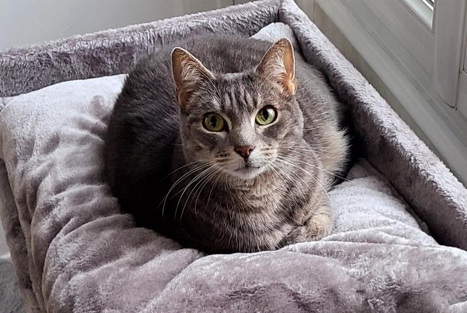 Disappearance alert Cat Male , 9 years Brou France