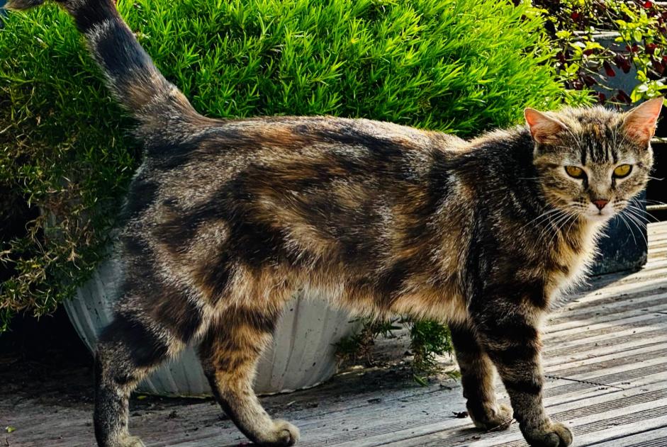 Discovery alert Cat miscegenation  Unknown Fontenay-sur-Eure France