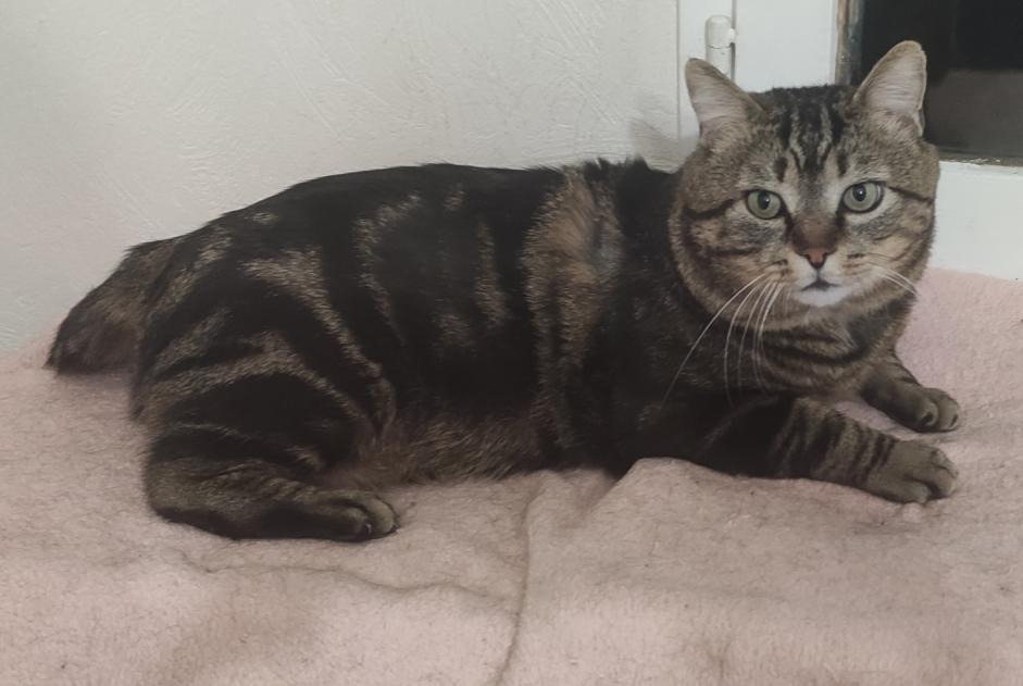 Disappearance alert Cat  Male , 6 years Dreux France
