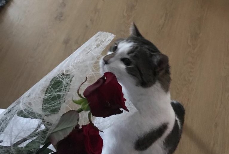 Alerta de Desaparición Gato Macho , 7 años Luisant Francia