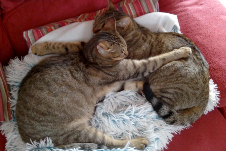 Alerte Disparition Chat Mâle , 8 ans Saint-Germain-le-Gaillard France Alerte Disparition Chat Mâle , 8 ans Saint-Germain-le-Gaillard France