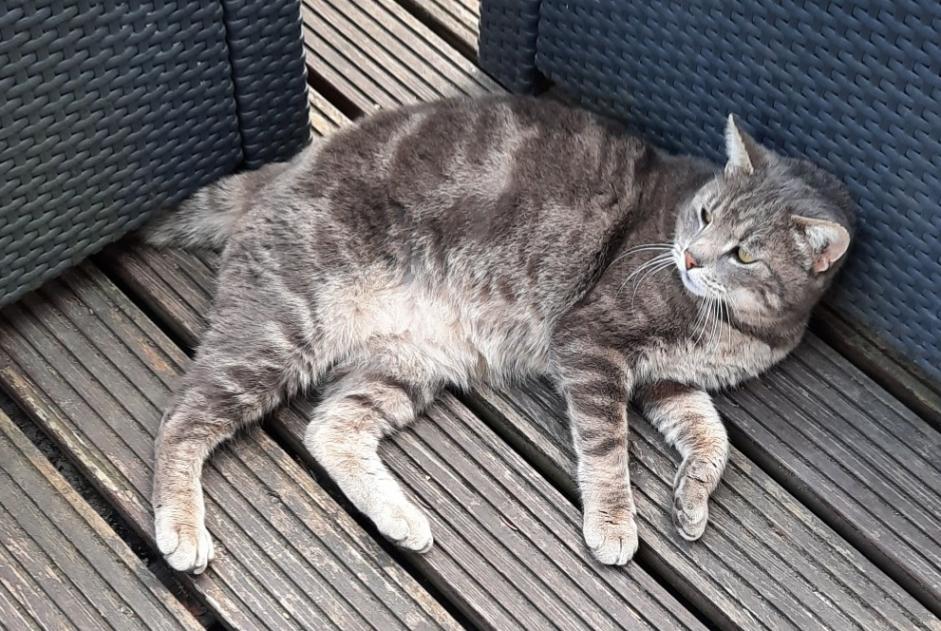 Chat Trouve A Chartainvilliers Eure Et Loir
