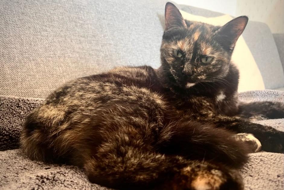 Alerta desaparecimento Gato Fêmea , 3 anos Le Coudray France Alerta desaparecimento Gato Fêmea , 3 anos Le Coudray France